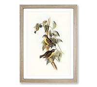 Large-Headed Robins by Elizabeth Gould Framed Print | A2 Oak Framed Wall Art | Ready to Hang | Modern Animal Picture | Living Room Bedroom Lounge Office