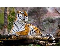 Large Latch Hook Kits For Adults, Jungle Tiger 15X20In/52X38Cm Rug Making Kit For Adults Beginners, Pre-Printed Pattern Rug Making Kit, Tapestry Kits Rug For Beginners, Latch Hook Rug Kits E