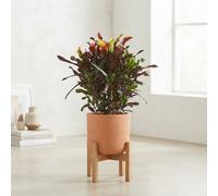 Large-Leaved Croton (Codiaeum Variegatum) - 27Cm Pot