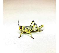 Large Locusts Live food - 100 Bulk Bag (20-35mm) Reptile Livefood