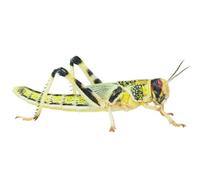 Large Locusts Live Foods - Bulk Bag of 100 (25-35mm) Livefood for Reptiles