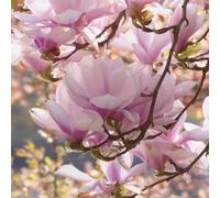 Large Magnolia George Henry Kern Tree 4-5ft in a 7.5 Litre Pot By Direct Plants