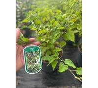 Large Morus Mulberry Bonbonberry Mojo Fruit Bush Berry In A 3 Litre Pot By Direct Plants
