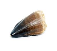 Large Mosasaur Tooth Fossil from Mosasaurus Extinct Prehistoric Sea Creature Genuine Fossil
