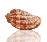 Large Natural Conch Shell,Ocean Conch, 1Pc 6.5-7Cm Large Natural Rare Real Sea Shell Conch Home Fish Tank Marine Decoration Seashell Wedding Festival Party