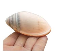 Large Natural Conch Shell,Ocean Conch, 1Pc 7-8Cm Large Natural Rare Real Sea Shell Conch Home Fish Tank Marine Decoration DIY Craft Handmade Seashell Party