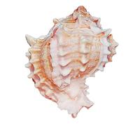 Large Natural Conch Shell,Ocean Conch, Huge Ocean Conch Jumbo Seashells Perfect for Wedding Decor Beach Theme Party, Home Decorations,DIY Crafts(8~9CM)