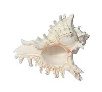 Large Natural Conch Shell,Ocean Conch, Huge Ocean Conch Jumbo Seashells Perfect for Wedding Decor Beach Theme Party, Home Decorations,DIY Crafts, Fish Tank and Shell Collectors(Long 8～9CM)