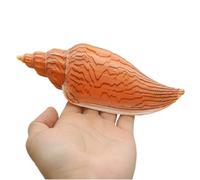 Large Natural Conch Shell,Ocean Conch, Large Natural Sea Shells, Huge Ocean Conch 15-16 Cm Jumbo Seashells Perfect for Wedding Party, Home Decorations, Fish Tank