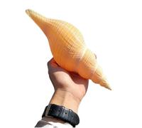 Large Natural Conch Shell,Ocean Conch, Large Natural Sea Shells Trumpet Blowing Conch 23~31Cm for Wedding Decor Beach Theme Party, Home Decorations(23~25cm)
