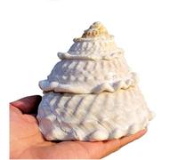 Large Natural Conch Shell,Ocean Conch, Natural Rare Real Sea Shell 9-12Cm Seashells Perfect for Fish Tank Wedding Beach Theme Party Decor Great Gifts(10 to 11cm)