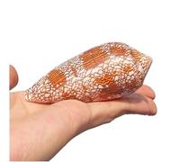 Large Natural Conch Shell,Ocean Conch, Natural Rare Sea Shells,6-8Cm Ocean Vase Conch, Collectable Seashells Perfect for Home Office Decor,Aquarium