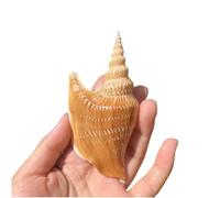 Large Natural Conch Shell,Ocean Conch, Shells Natural Conch for Fish Tank Ornament DIY Craft Collector Wedding Beach Theme Party Decor Birthday Present(8~10cm)