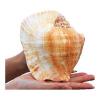 Large Natural Conch Shell,Ocean Conch, Shells Natural Large Shell of Conch Home Decorations 12~16Cm(15~16cm)
