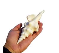 Large Natural Conch Shell,Ocean Conch, Shells Natural Super Conch Landrace Spiral Snail for Decorations DIY Crafts Various(18~19cm)