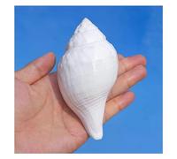 Large Natural Conch Shell,Ocean Conch, Shells Natural White Conch 9~12Cm for Decoration DIY Crafts(9~10cm)