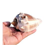 Large Natural Conch Shell,Ocean Conch, Wedding Decor 1 Pcs Large Natural Sea Shells Huge Ocean Conch Conch Shells Perfect for Home Decorations, Fish Tank(6~7cm)