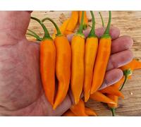 Large Orange Thai Chilli Seeds - 10 Fresh Seeds