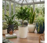 Large Orange Tree In Metal Vertical Line Cream Planter Evergreen Citrus Plant