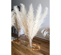 large pampas grass White , cream, Ivory fluffy natural pampas grass decor , 120 cm tall , extra large 4ft home decor (Cream, Ivory, 4 stems)