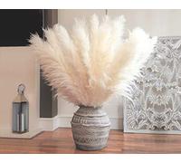 large pampas grass White , cream, Ivory fluffy natural pampas grass decor , 120 cm tall , extra large 4ft home decor ( Ivory,Cream 2 stems)