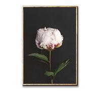 Large Peony Flower Canvas Wall Art Flowers on Black Background Painting Black and White Rose Picture Black and White Flower Prints Vintage Peony Poster Vintage Plant Artwork Decor 16x24inch No Frame