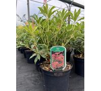 Large Pieris Forest Flame Evergreen Garden Shrub In A 3 Litre Pot By Direct Plants