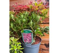 Large Pieris Mountain Fire Evergreen Garden Shrub In A 3 Litre Pot By Direct Plants