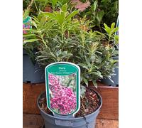 Large Pieris Polar Passion Evergreen Garden Shrub In A 3 Litre Pot By Direct Plants