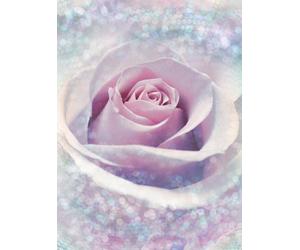 Large Purple Rose WALLPAPER mural floral beauty Studio wall decor Lilac flower