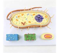 Large PVC Bacterial Cell Model, Training Anatomy Lab Teaching Tool