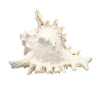 Large Queen Nautical Shells Conch Natural Seashell Beach Ocean Home Decorations