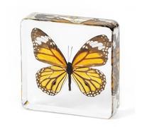 Large Real Butterfly Specimen in Resin, Genuine Resin Butterflies Framed Display for Taxidermy, Oddities, Biology, Sciencem, Home Decor, School Education (Butterfly-C)