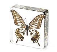 Large Real Butterfly Specimen in Resin, Genuine Resin Butterflies Framed Display for Taxidermy, Oddities, Biology, Sciencem, Home Decor, School Education (Butterfly-B)