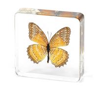 Large Real Butterfly Specimen in Resin, Genuine Resin Butterflies Framed Display for Taxidermy, Oddities, Biology, Sciencem, Home Decor, School Education (Butterfly-A)