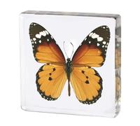 Large Real Butterfly Specimen in Resin, Genuine Resin Butterflies Framed Display for Taxidermy, Oddities, Biology, Sciencem, Home Decor, School Education (Butterfly-D)