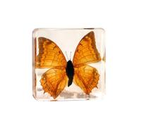 Large Real Butterfly Specimen Paperweight Assortment Framed Butterfly Taxidermy Resin Collection Display Science Toys for Home Office School, 3 x 3 x 0.8 Inch