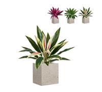 Large Realistic Artificial Boston Fern & Dragon's Blood Tree Plants,UV Resistant Artificial Ferns, Realistic Agave Plastic Hostas Greenery Patio, for Home Garden Patio Wedding Balcony Decor