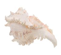 Large Sea Conch Shell Vase Filler Beige Conch Home Decor