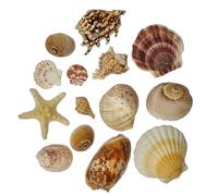Large Sea Shells, Mixed Seashells 12pcs, Natural Shells for Crafting, Real Beach Shells, Conch Shell, Decorative, Arts and Crafts, Vase, Aquarium, Fish Tank, Home Décor