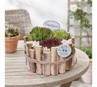 Large Sempervivum Arrangement - 24Cm Wooden Pot