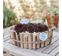 Large Sempervivum Arrangement - 35Cm Wooden Boat