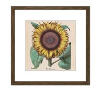 Large Sunflower Flos Solis Maior 8X8 Inch Square Wooden Framed Wall Art Print Picture with Mount Artery8 Brown One Size