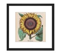 Large Sunflower Flos Solis Maior 8X8 Inch Square Wooden Framed Wall Art Print Picture with Mount Artery8 Black One Size