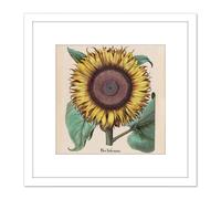 Large Sunflower Flos Solis Maior 8X8 Inch Square Wooden Framed Wall Art Print Picture with Mount Artery8 White One Size