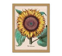 Large Sunflower Flos Solis Maior Large Framed Art Print Poster Wall Decor 18x24