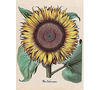 Large Sunflower Flos Solis Maior Unframed Wall Art Print Poster Home Decor Premium