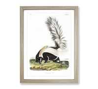 Large Tailed Skunk By John Woodhouse Audubon Vintage Framed Wall Art Print, Ready to Hang Picture for Living Room Bedroom Home Office Décor, Oak A3 (34 x 46 cm)