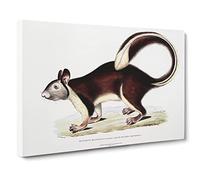 Large Tailed Squirrel Illustration By John Edward Gray Canvas Print | Gallery Wrapped 30mm Frame Wall Art | 20x14 inches | Ready to Hang | Retro Animal Picture | Living Room Bedroom Lounge Office