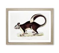 Large Tailed Squirrel Illustration By John Edward Gray Vintage Framed Print | A3 Oak Framed Wall Art | Ready to Hang | Classic Animal Picture | Living Room Bedroom Lounge Office